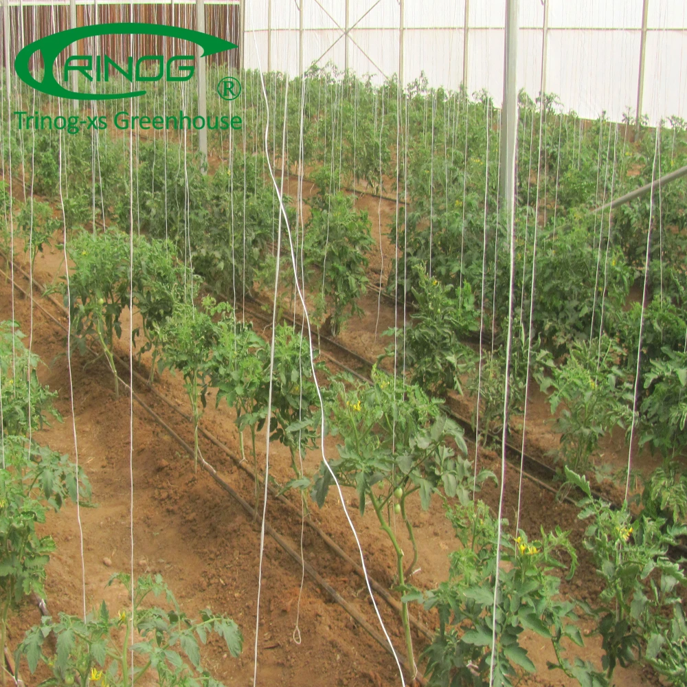 Low cost plastic greenhouse garden used for vegetable