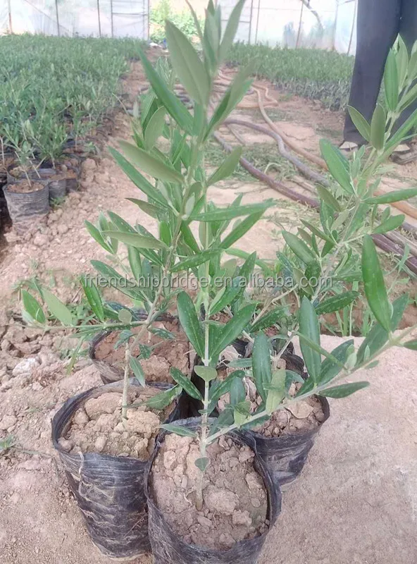 Олива europaea, саженцы оливкового дерева Арбекина