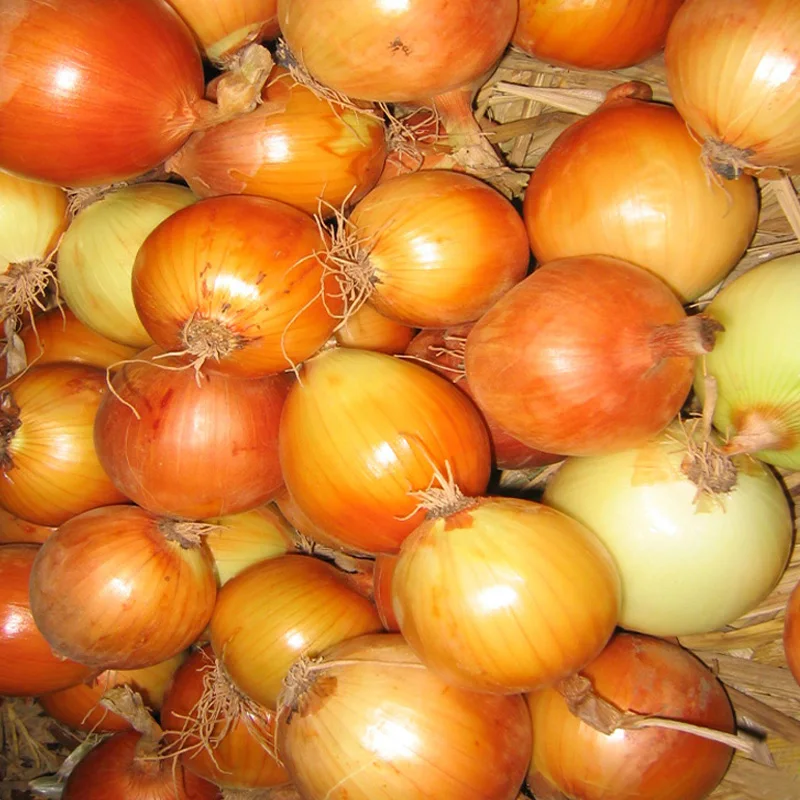 
Chinese Exporters Fresh Market Prices Red Yellow Onion 