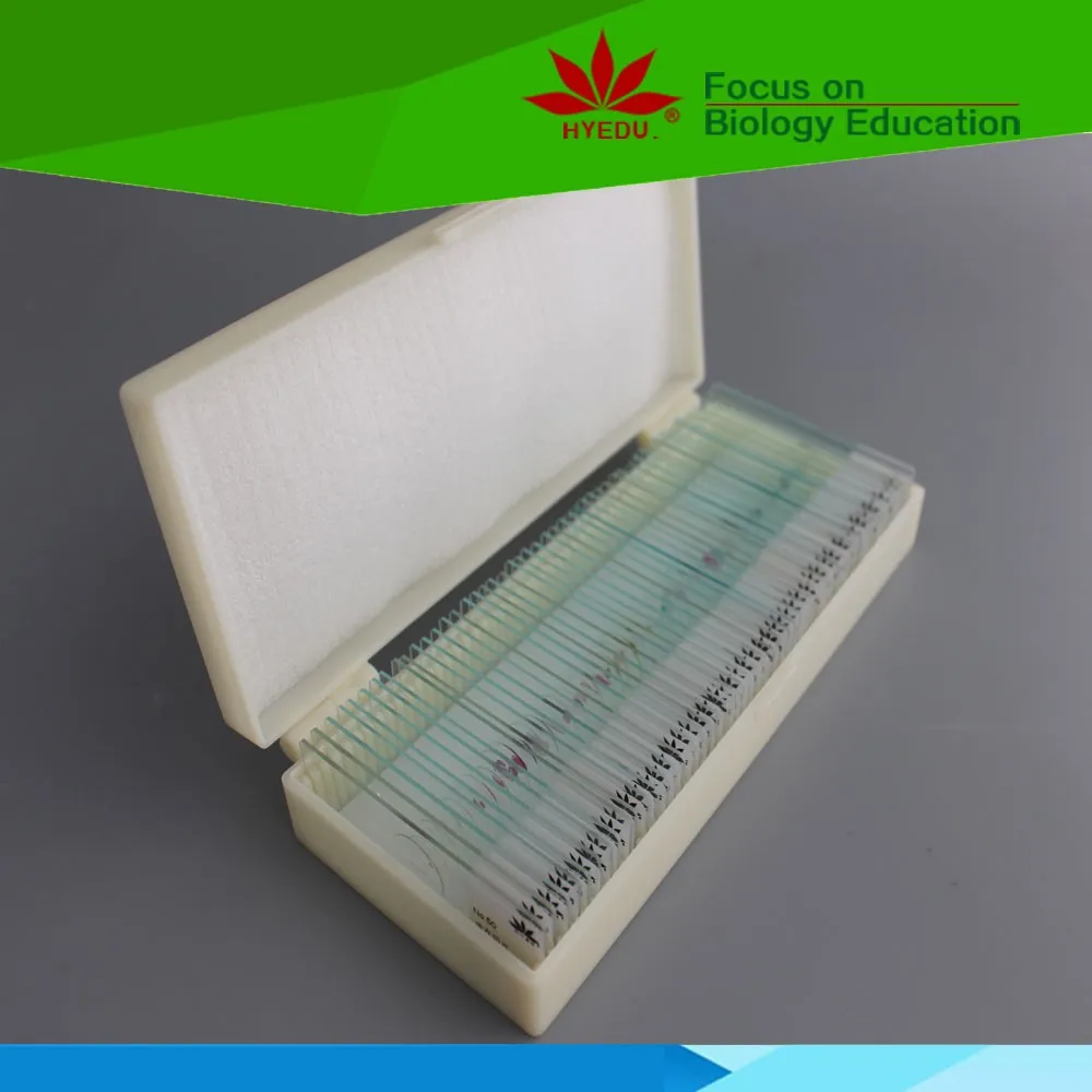 eggplant and fruit diseases prepared microscope botany pathology slides for research