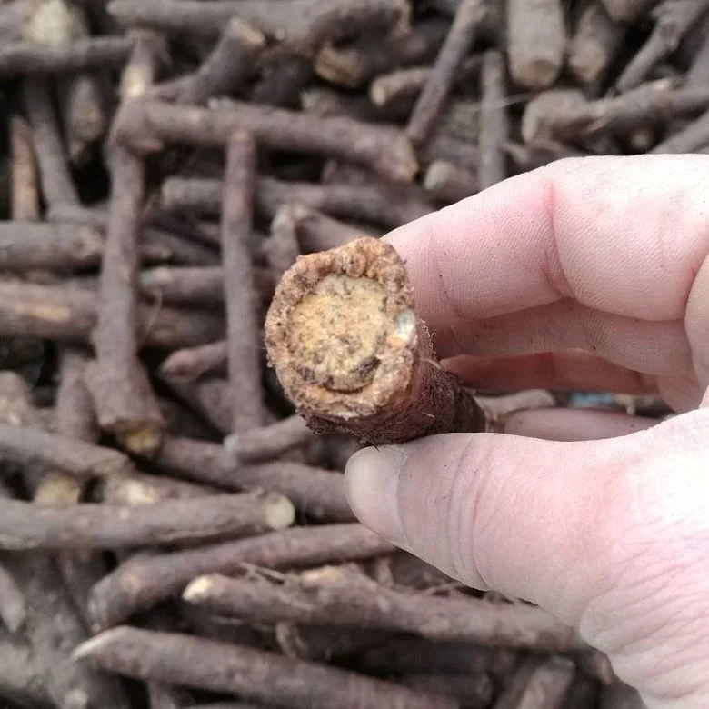 
China fast grow cold resistant 99% germinate paulownia 9501 seed plants for growing 