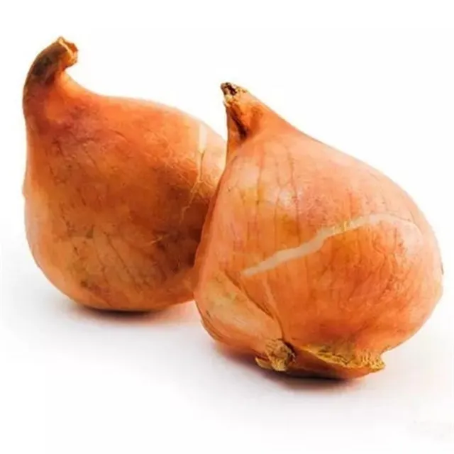 
Yu jin xiang 100 % Quality Top Brand F1 hybrid tulipa gesneriana bulb seeds 