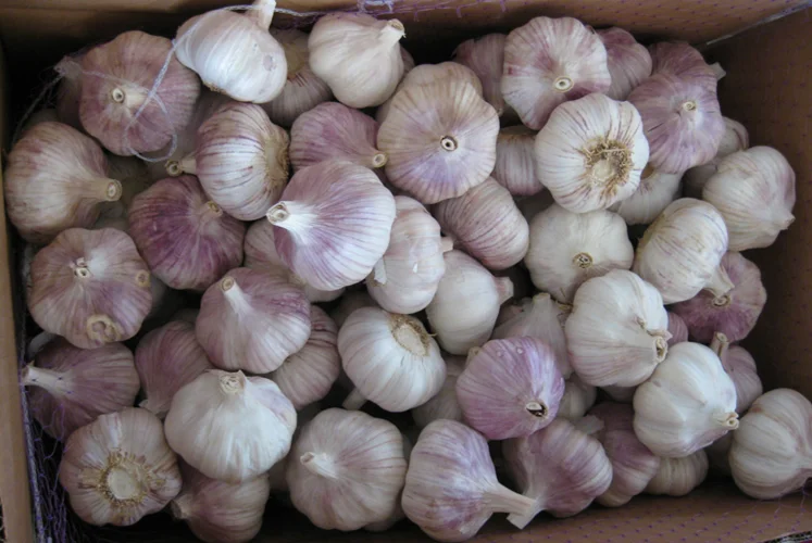 wholesale peeled garlic chinese 3p pure fresh white garlic