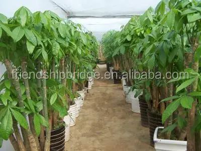 
Pachira aquatica Bonsai 