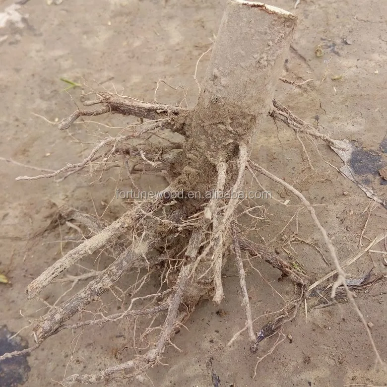 Корень павловнии томентузы для посадки