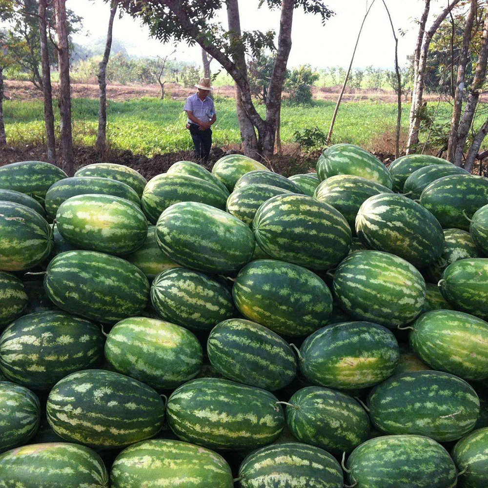 N6-Benzyladenine 99%TC BAP CAS 1214-39-7