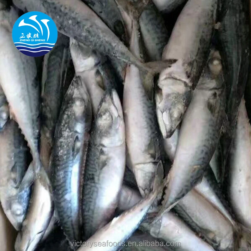 Frozen Fish Mackrel