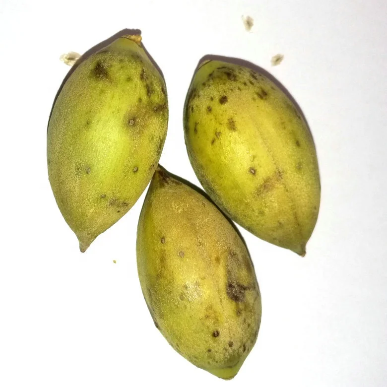 semillas de paulownia paulownia seeds for planting