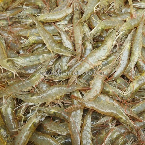 Fish Pond Treatment Probiotics/bacteria / fertilizer for ammonia nitrogen /nitrite removal