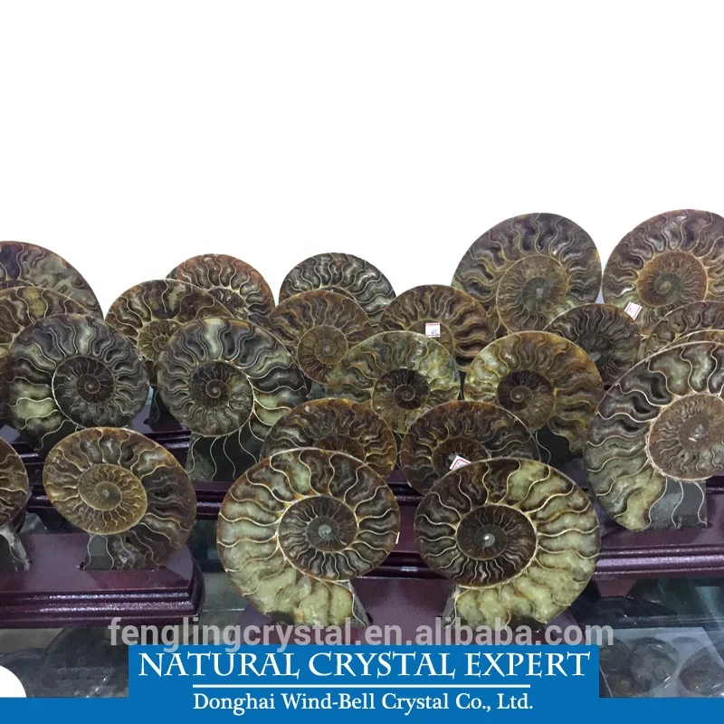 Natural Madagascar Ammonite and Minerals Specimens Fossils For Decoration