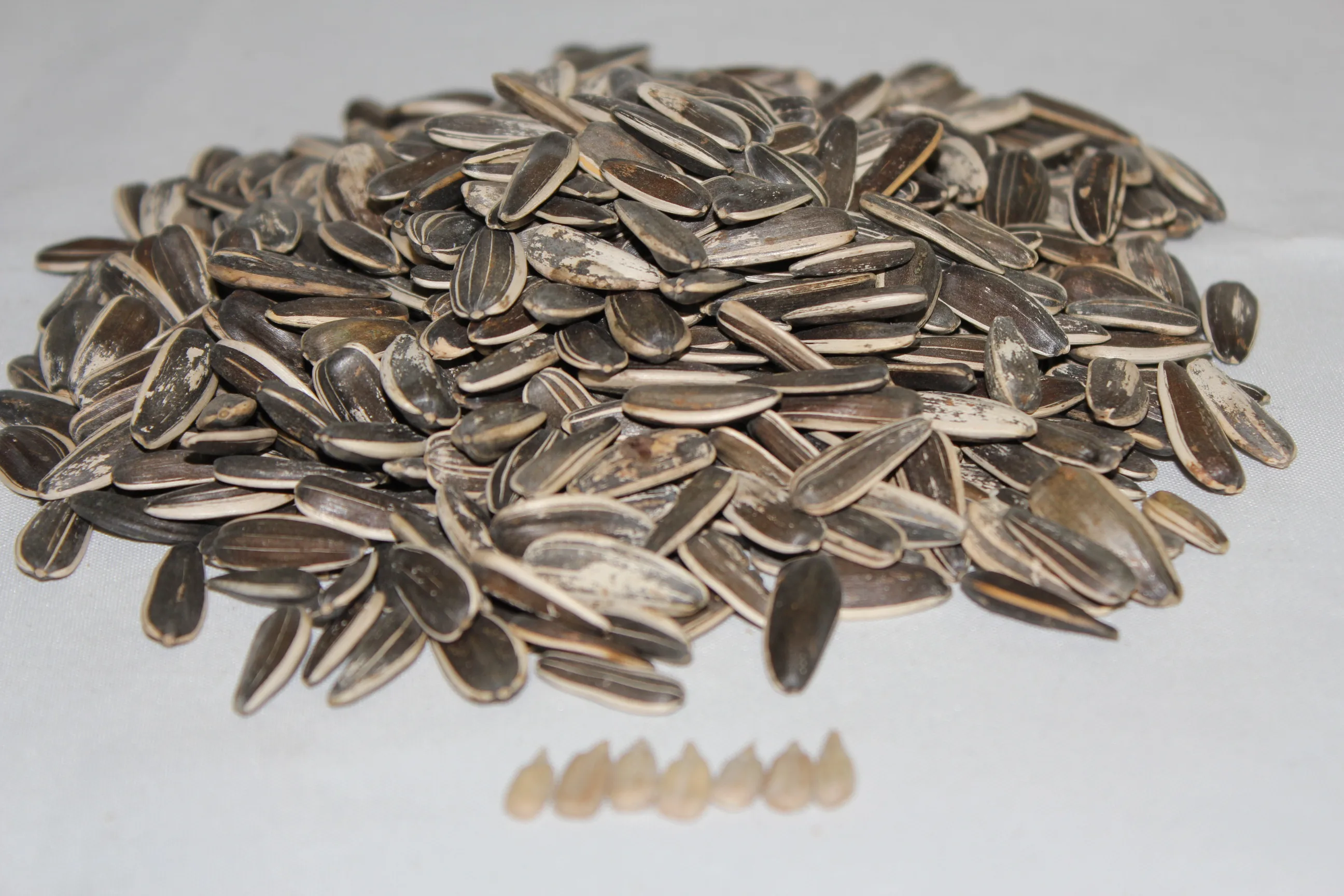 
chinese sunflower seeds Wholesale raw black Sunflower Seeds flower seed 