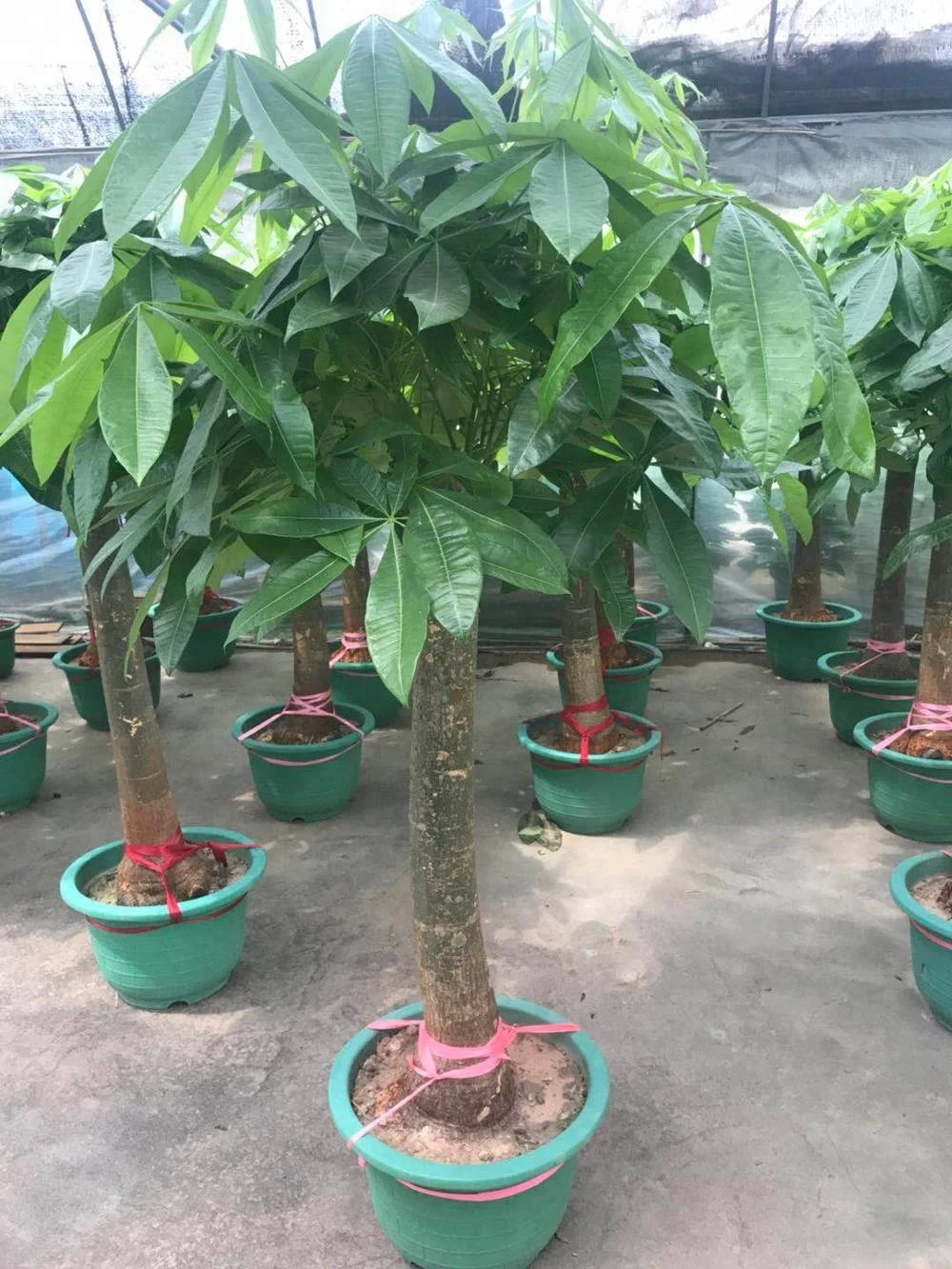 Pachira Aquatica, Live Money Tree Indoor Plant