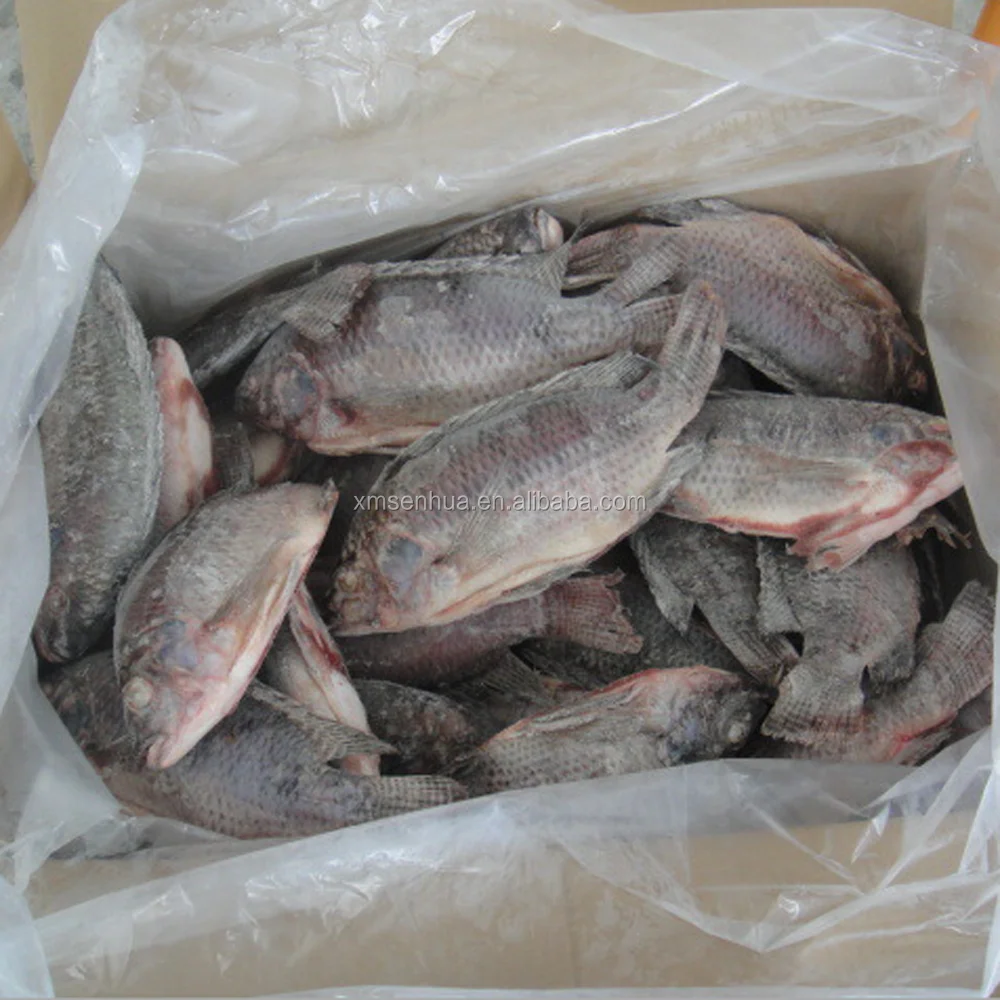 top quality frozen tilapia fish of frozen fish