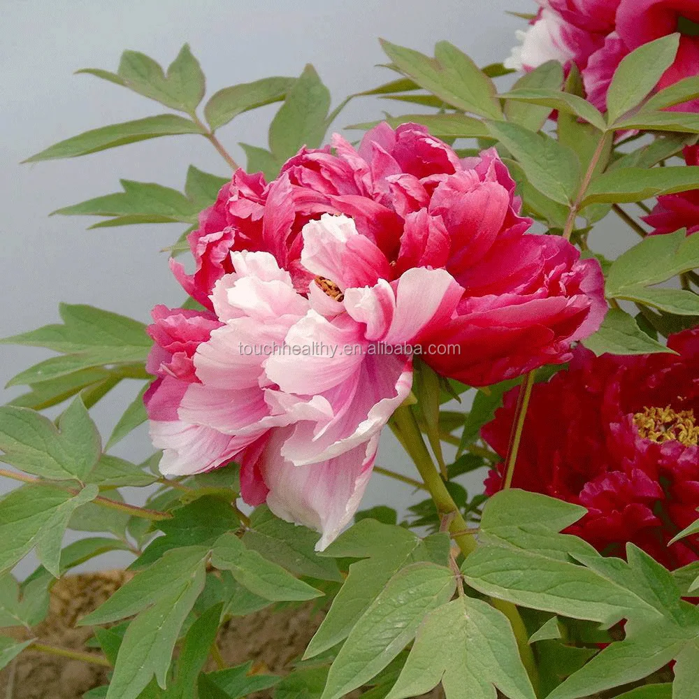 2021 семена пиона, семена пиона по конкурентоспособной цене, 500 г/пакет