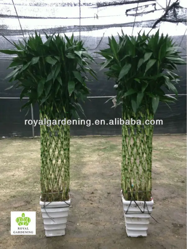 Счастливый Бамбук (драцена сандерериана) квадратной формы как растение Индор