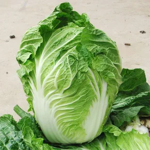 Quality vegetable seeds for sale best price chinese cabbage seed