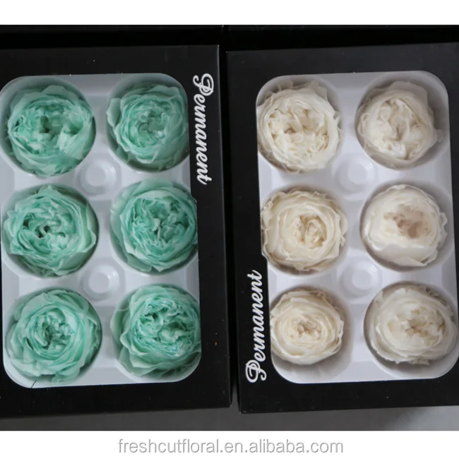 Promotion preserved austin roses stabilized austin rose at discount