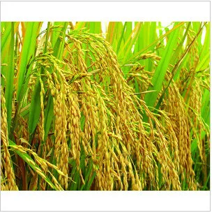 
Herbicide 2,4-D Amine Salt 98%Tech, 72%SL CAS 94-75-7 