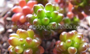 Sedun Rubrotinctum Redberry succulent bonsai