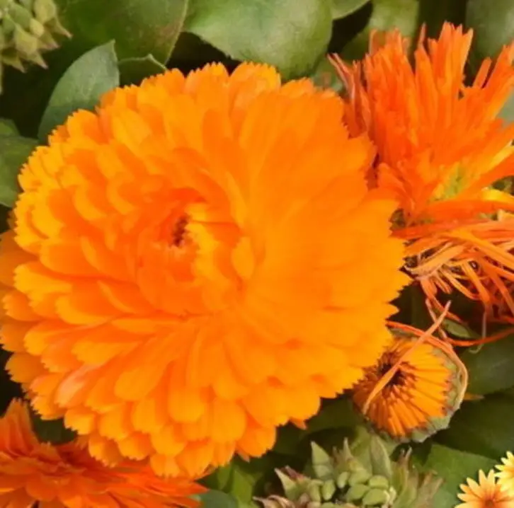 1 кг, новинка, семена спела календулы для посадки