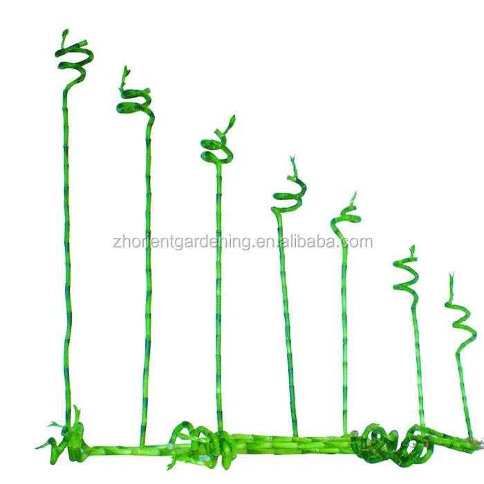 Top quality braided  spiral  lucky bamboo indoor decoration wholesale price