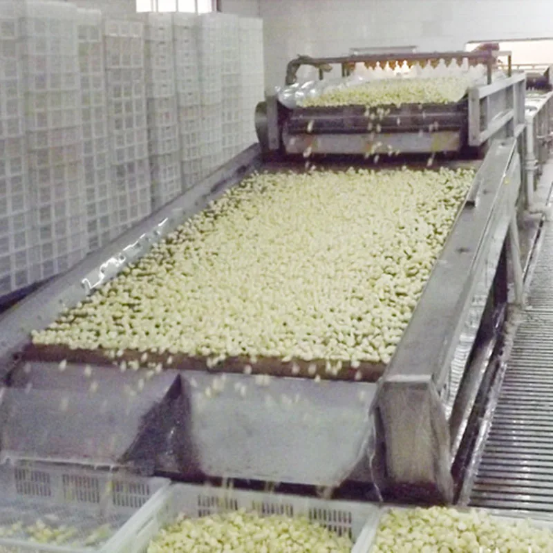 
Factory direct selling Hot sale Fresh Peeled Garlic with vacuumize packing 