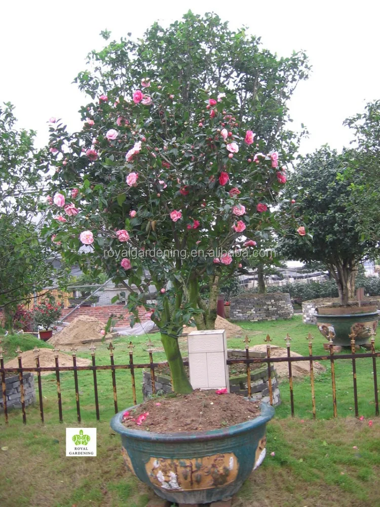 
Camellia japonica Tree Plant 