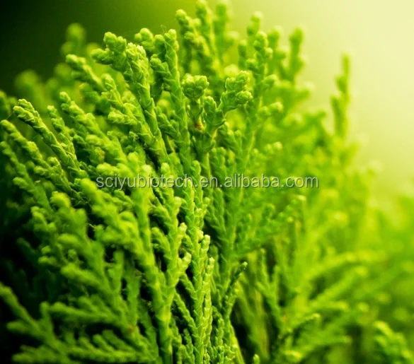 Super Food fucoidan Extract powder HPLC 85% 98%