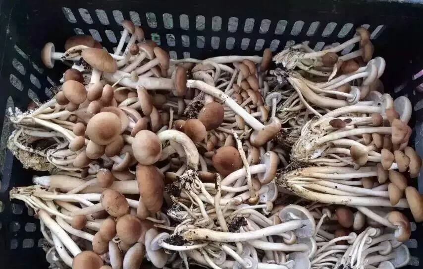 Agrocybe Cylindracea in All Types of Mushrooms
