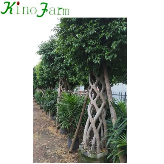 Фикус Кейдж фикус микрокарпа