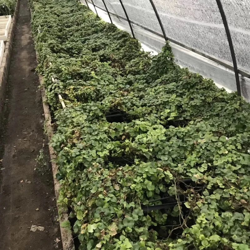 Комнатный и открытый завод Dioscorea elephantipes