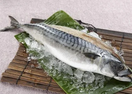 frozen pacific mackerel WR for market