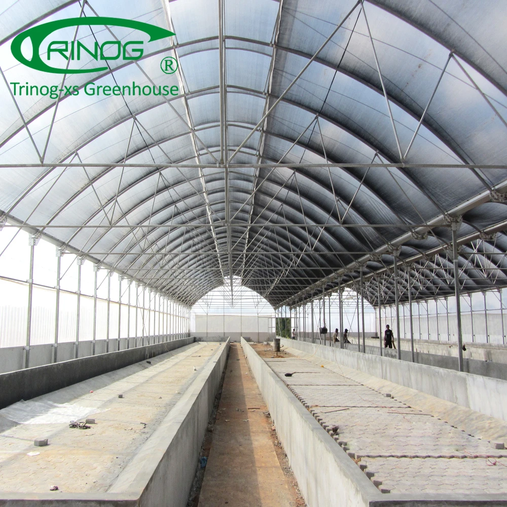 Tomato hydroponic greenhouse for agriculture farm