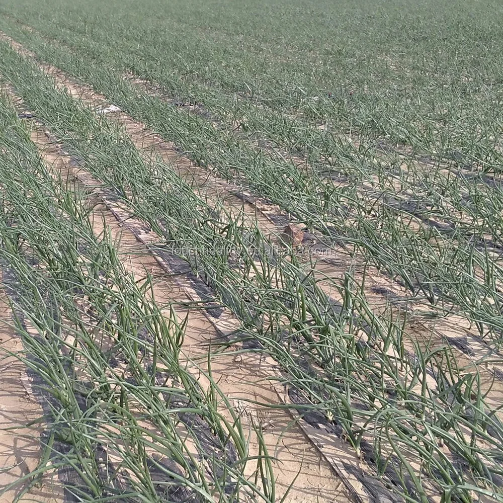 2021 Touchhealthy поставка китайских семян лука для продажи, конкурентоспособная цена, упаковка 100 грамм в пакете