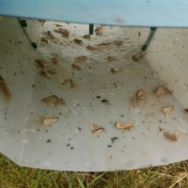 
Rice borer Chilo suppressalis pheromone lure pheromone trap 