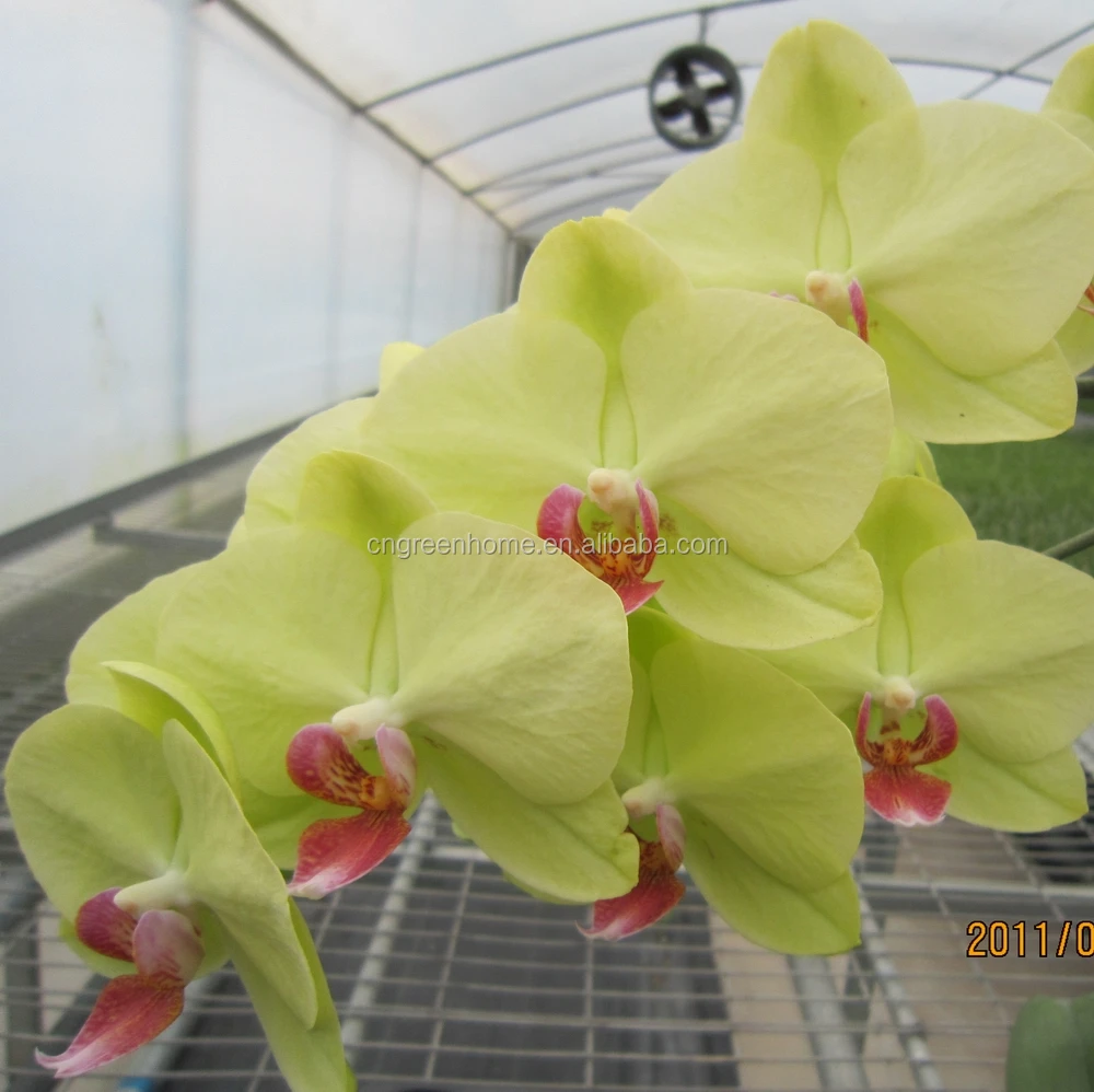 Орхидеи, орхидеи