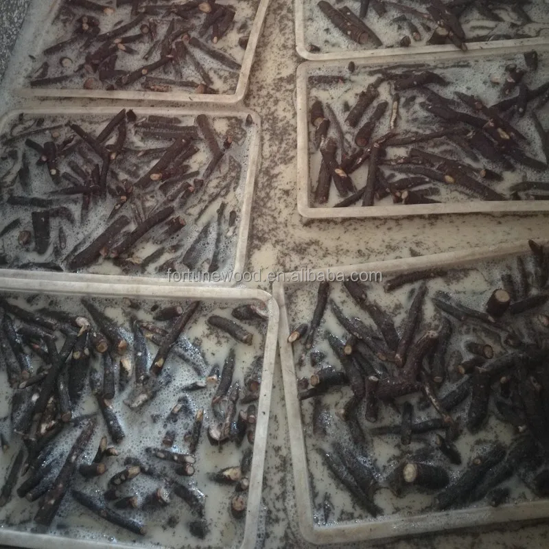 
China cold resistant princess tree root cutting and rootstock plants for timber 