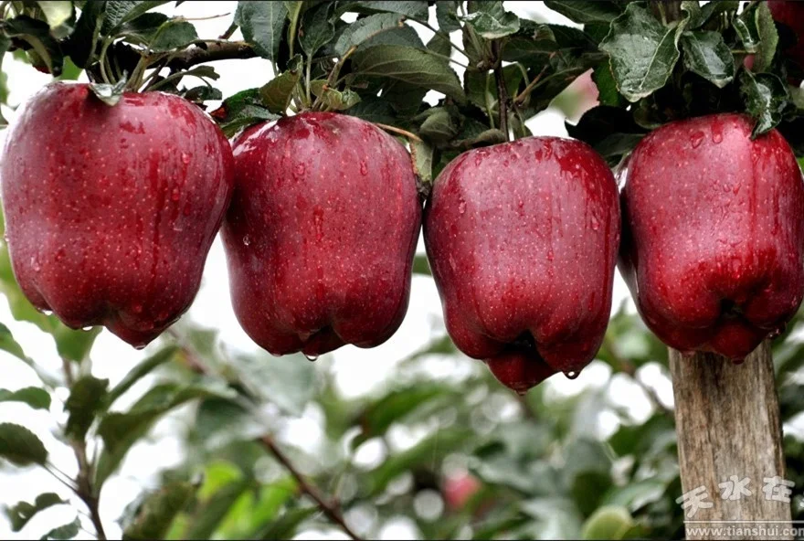 Свежие Яблоки Tianshui hu@ Fuji, поставщик Яблоков в Ганьсу