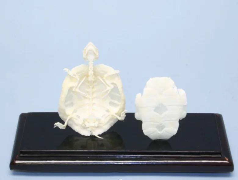 HM-BD-257 LIZARD SKELETON NATURAL BONE MODEL LIZARD SKELETON MODEL ANATOMICAL LIZARD SKELETON MODEL