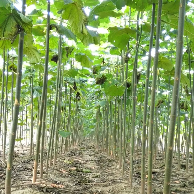 
New cut paulownia tree root shantong straight trunk 