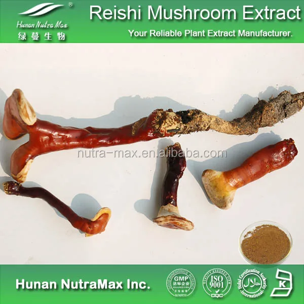 Reishi Mushroom Shell-broken Spore Powder 98% Wall-breaking