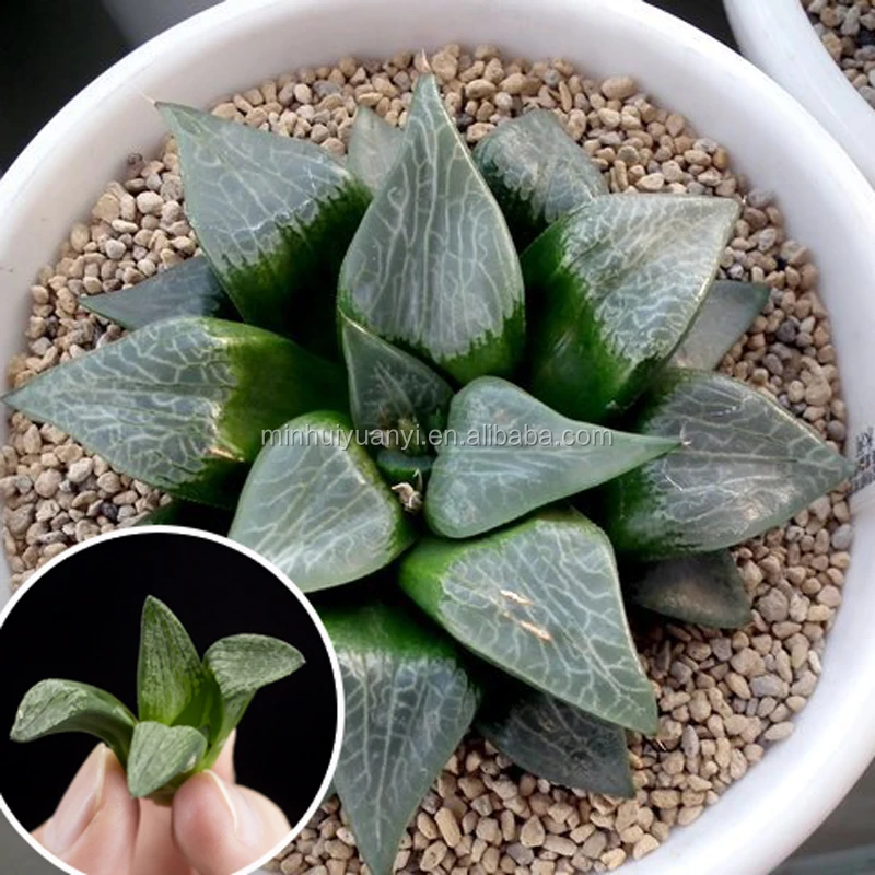  Чистые суккулентные растения Haworthia тканевые кутикулы для выращивания растений в
