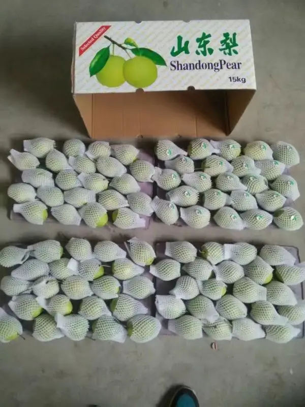 
fresh pear fruit ya pear on sale shandong pear price 