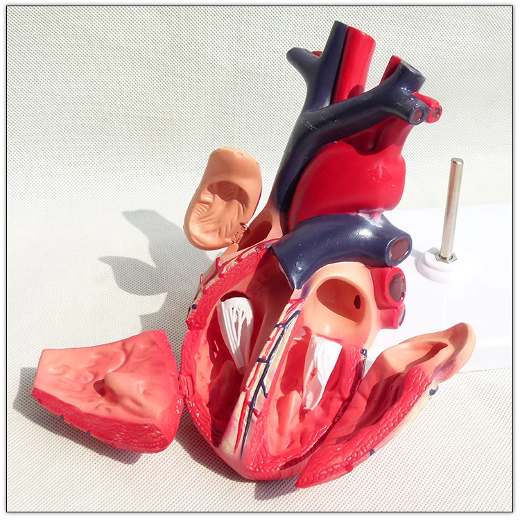 Medical Anatomical Teaching Heart Model  Visceral model