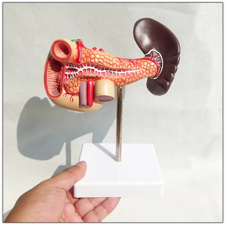 Hot selling Plastic Human pancreas spleen and duodenum anatomy model