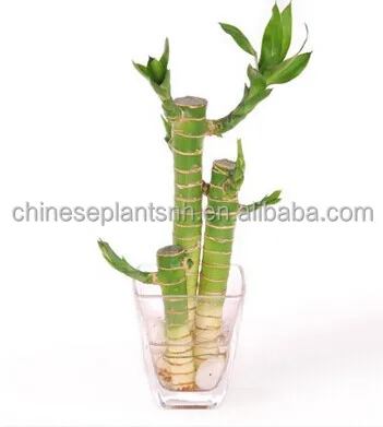 
lucky bamboo, DRACAENA SANDERIANA, spiral, lotus, tower,pyramid, braid, aquatic feng shui plants nursery garden decoration 