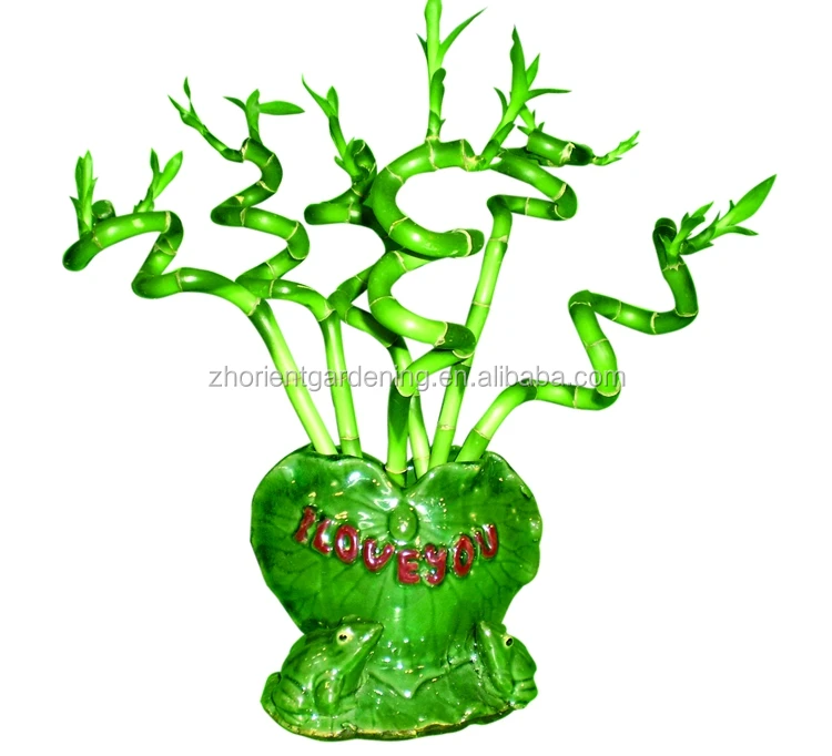 Cheap Ornamental Plants Dracaena Sanderiana Indoor Decorate 40cm Lucky Bamboo Spiral