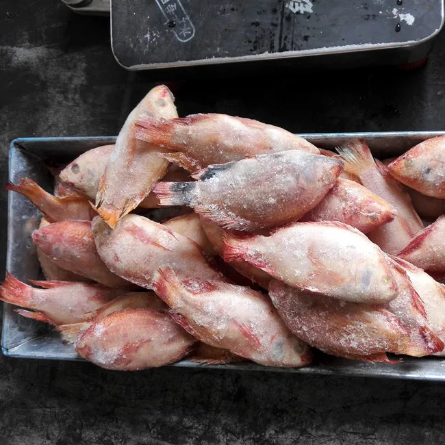 
fresh frozen red tilapia fish 