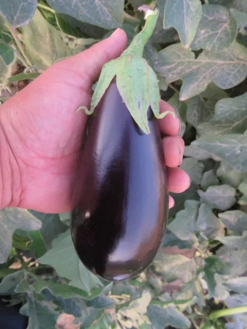 
Suntoday black beauty Bulb Eggfruit vegetable f1 hybrid Eggplant seeds 5gr/bag=1000seeds 