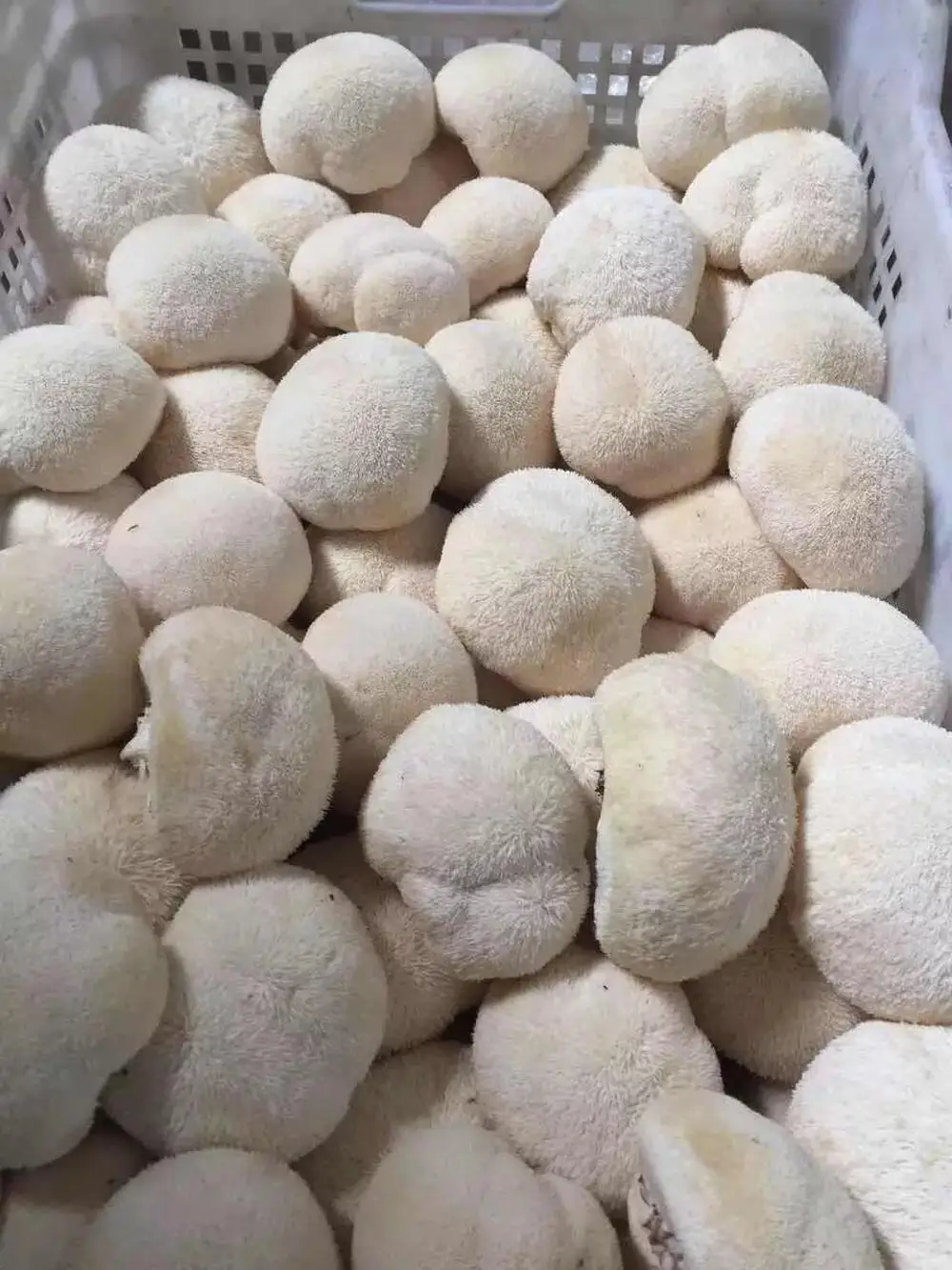 
Detan price of 1kg fresh lions mane mushroom 